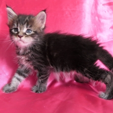 Image pour l'annonce Chatons maine coon blue et brown Loof