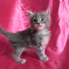 Image pour l'annonce Chatons maine coon blue et brown Loof