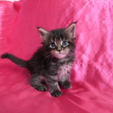 Image pour l'annonce Chatons maine coon blue et brown Loof