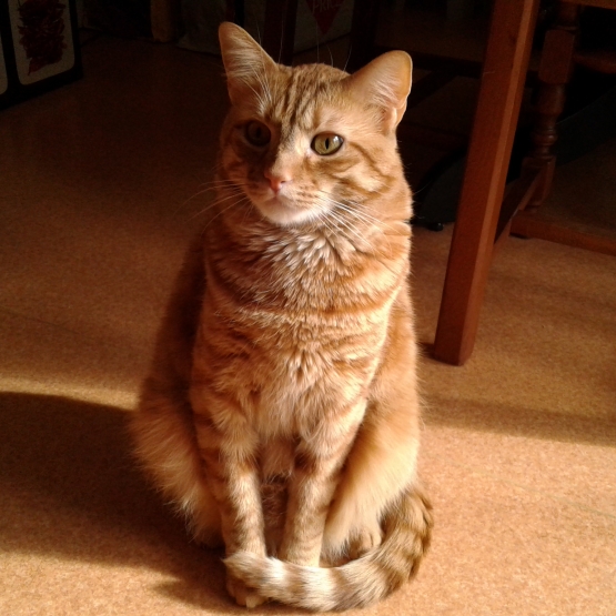 Image pour l'annonce Donne chat roux