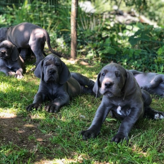 Image pour l'annonce Chiots Dogue Allemand Bleu LOF