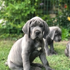 Image pour l'annonce Chiots Dogue Allemand Bleu LOF