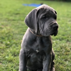 Image pour l'annonce Chiots Dogue Allemand Bleu LOF