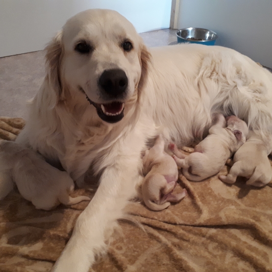 Image pour l'annonce A reserver chiots golden retriever LOF