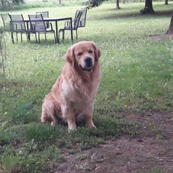 Image pour l'annonce A reserver chiots golden retriever LOF