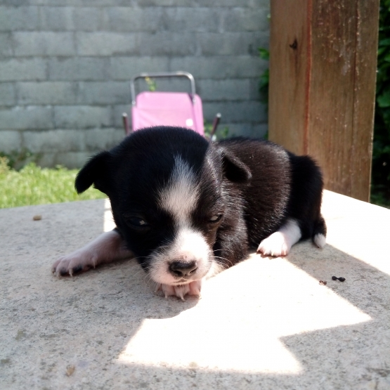 Image pour l'annonce Chihuahua