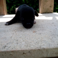 Image pour l'annonce Chihuahua