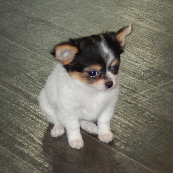 Image pour l'annonce Adorable chiot chihuahua femelle a donner