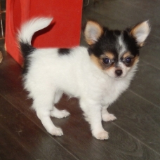 Image pour l'annonce Adorable chiot chihuahua femelle a donner