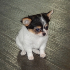 Image pour l'annonce Adorable chiot chihuahua femelle a donner