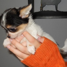 Image pour l'annonce Adorable chiot chihuahua femelle a donner