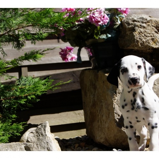 Image pour l'annonce Chiots Dalmatien à réserver