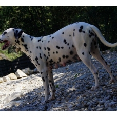 Image pour l'annonce Chiots Dalmatien à réserver