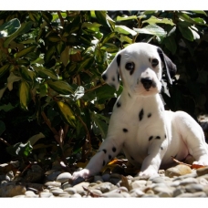 Image pour l'annonce Chiots Dalmatien à réserver