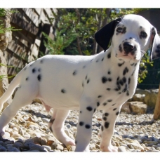 Image pour l'annonce Chiots Dalmatien à réserver