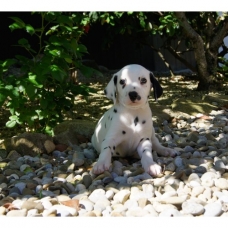 Image pour l'annonce Chiots Dalmatien à réserver