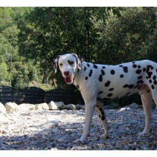 Image pour l'annonce Chiots Dalmatien à réserver