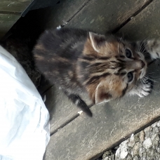 Image pour l'annonce Donne trois chatons