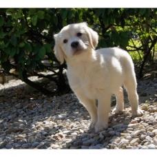 Image pour l'annonce Chiots Golden Retriever à réserver