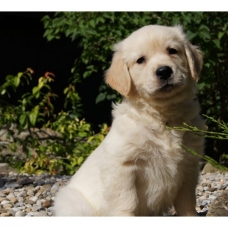 Image pour l'annonce Chiots Golden Retriever à réserver