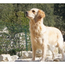 Image pour l'annonce Chiots Golden Retriever à réserver