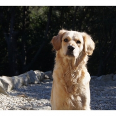 Image pour l'annonce Chiots Golden Retriever à réserver