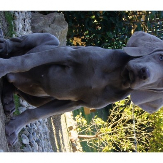 Image pour l'annonce Chiots Braque de Weimar Disponibles