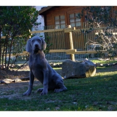 Image pour l'annonce Chiots Braque de Weimar Disponibles