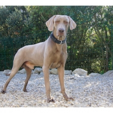 Image pour l'annonce Chiots Braque de Weimar Disponibles