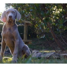 Image pour l'annonce Chiots Braque de Weimar Disponibles