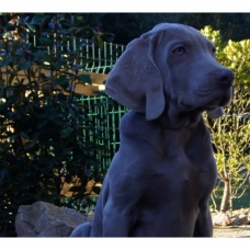 Image pour l'annonce Chiots Braque de Weimar Disponibles