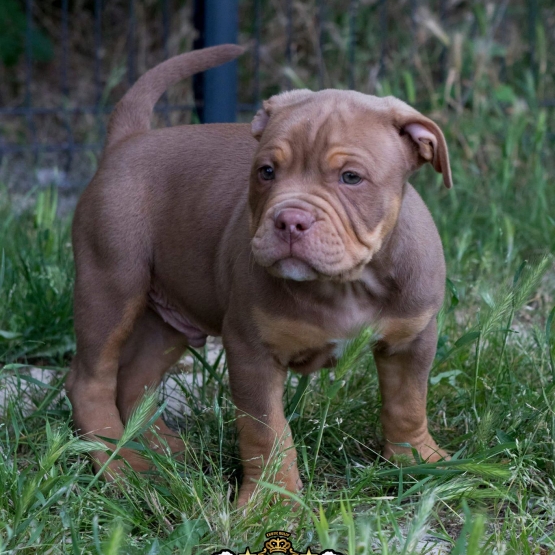 Image pour l'annonce DISPONIBLES à la vente Magnifiques American Bullies