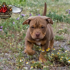 Image pour l'annonce DISPONIBLES à la vente Magnifiques American Bullies