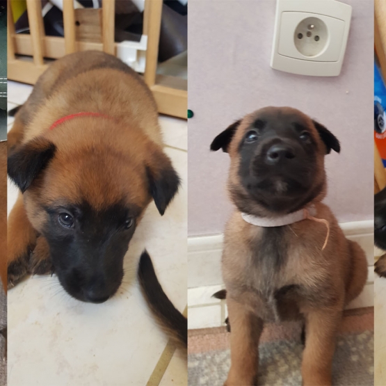 Image pour l'annonce Chiots Berger Belge Malinois