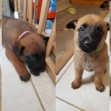 Image pour l'annonce Chiots Berger Belge Malinois