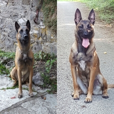 Image pour l'annonce Chiots Berger Belge Malinois