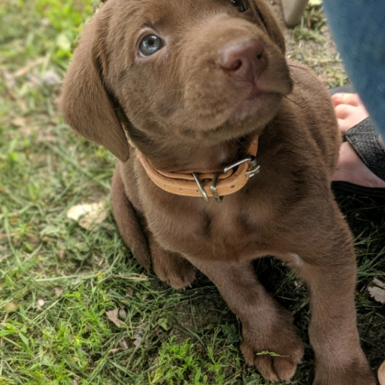 Image pour l'annonce Adorables chiots labradors LOF