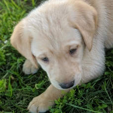 Image pour l'annonce Adorables chiots labradors LOF