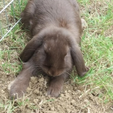 Image pour l'annonce Lapin belier