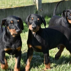 Image pour l'annonce Chiots Dobermann mâles et femelles LOF