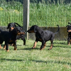 Image pour l'annonce Chiots Dobermann mâles et femelles LOF