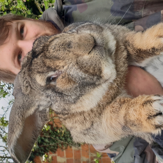Image pour l'annonce lapin nain,angora,anglais,minilop,bélier français,géant des flandres,loffel