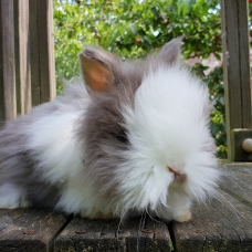 Image pour l'annonce lapin nain,angora,anglais,minilop,bélier français,géant des flandres,loffel