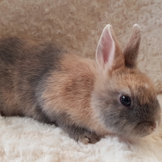 Image pour l'annonce lapin nain,angora,anglais,minilop,bélier français,géant des flandres,loffel