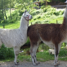 Image pour l'annonce Vends jeune lama mâle éduqué