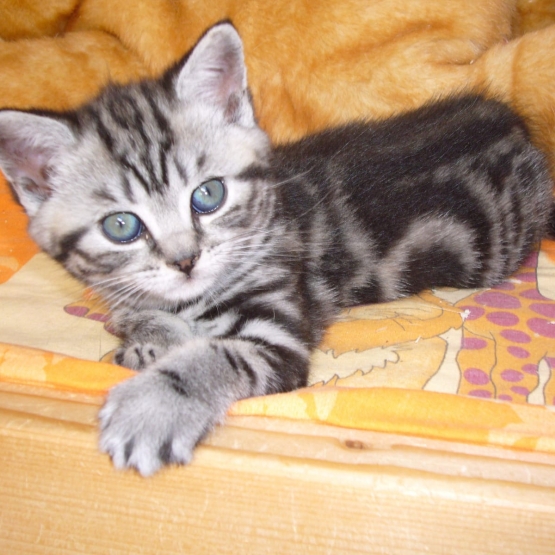 Image pour l'annonce magnifique chatons