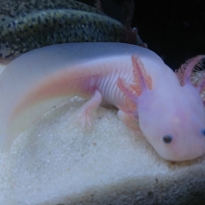 Image pour l'annonce axolotl leucistique juvénile