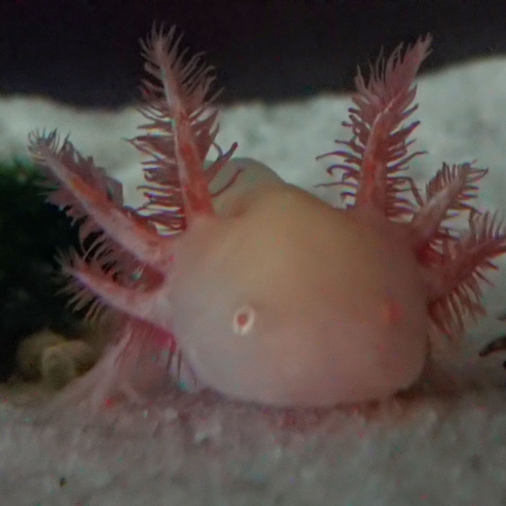 Image pour l'annonce Axolotl gold juvénile