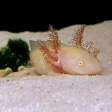 Image pour l'annonce Axolotl gold juvénile