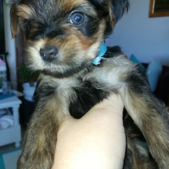 Image pour l'annonce à reserver pour adoption 3 chiots de type yorkshire pure race